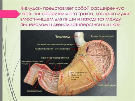 Желудок: первый этап пищеварения