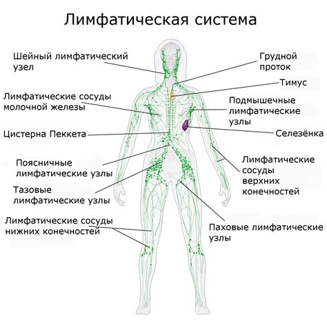 Женские половые органы и лимфатическая система