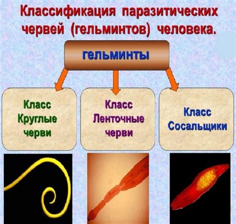 Жизненный цикл и места обитания