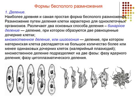 Жизненный цикл эукариотических организмов