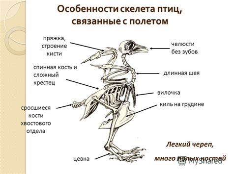 Загадочный орган: история изучения строения хвостового скелета у щук