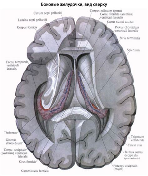 Задние рога боковых желудочков: функции и структура