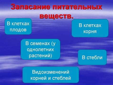 Запасание питательных веществ