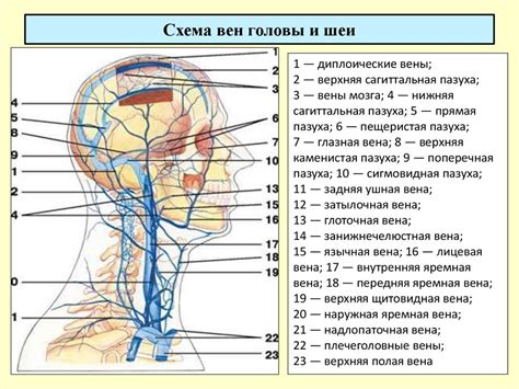 Затрудненное кровообращение в голове