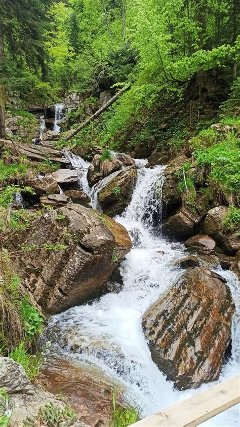 Зачем распространены клены на водопадах