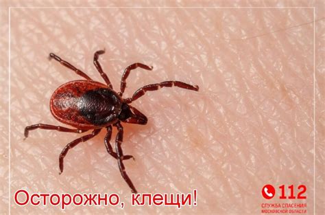 Защита от клещей во время прогулок