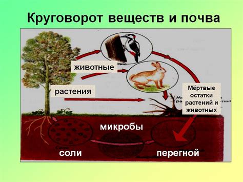 Защита почвы: роль спутников в улучшении качества почвы и сохранении плодородия