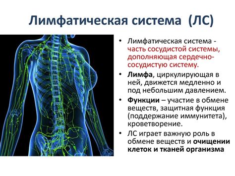 Защитные функции лимфатической системы