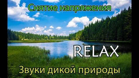 Звуки дикой природы в помещении: создание экзотической атмосферы