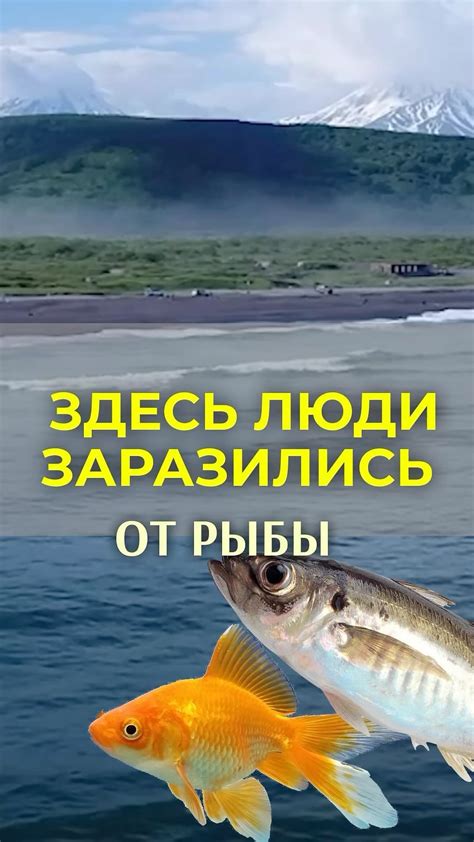 Здоровьесберегающие советы о приеме обработанной рыбной пищи в период поста