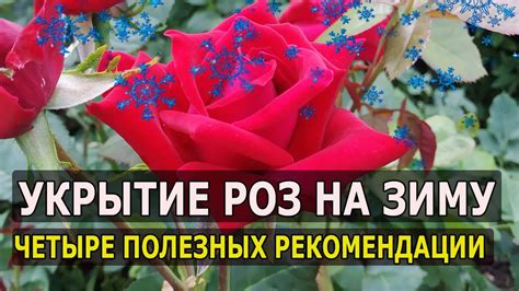 Зимнее укрытие роз