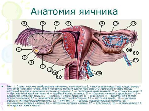 Значение анатомической связи яичников и матки