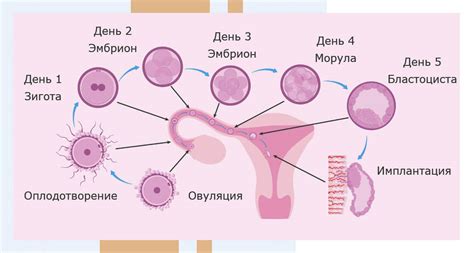 Значение возраста женщины на формирование яйцеклеток 