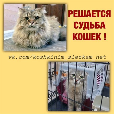 Значение встречи кошки