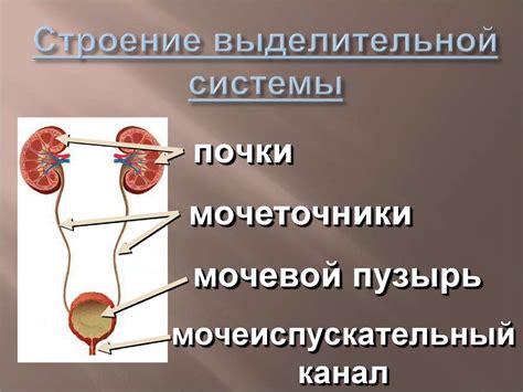 Значение выделительной системы