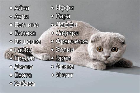 Значение для кота