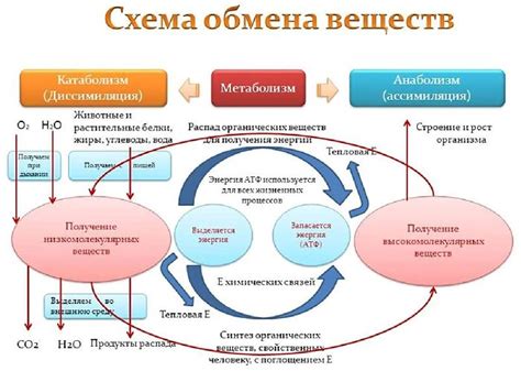 Значение для обмена веществ