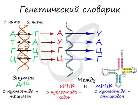 Значение и исследования ДНК-подобной РНК и ИРНК в медицине и биотехнологии