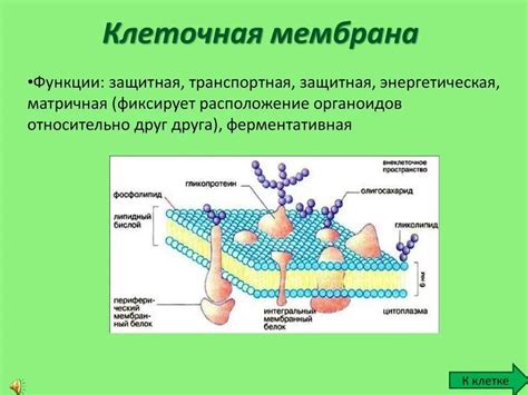 Значение клеточной мембраны в бактериальной клетке