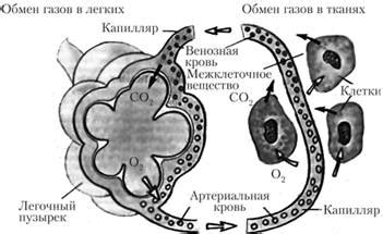 Значение легких для организма