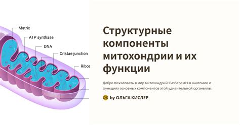 Значение митохондрий для жизнедеятельности организма