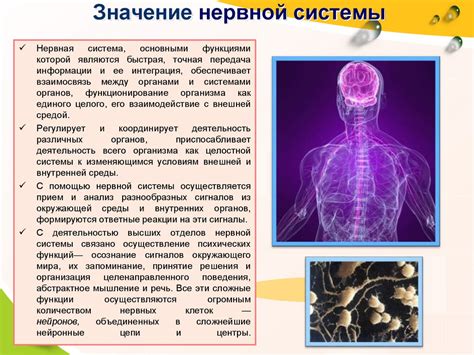 Значение нарушения работы нервной и эндокринной системы для здоровья