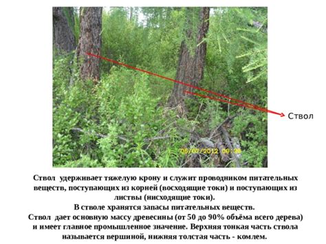 Значение обработки порезов на стволе деревьев