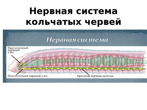 Значение поведения ребенка