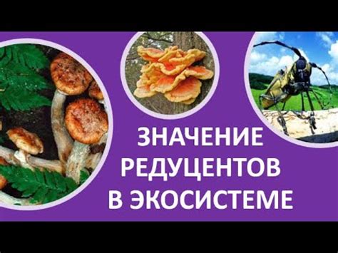 Значение редуцентов для биоразнообразия