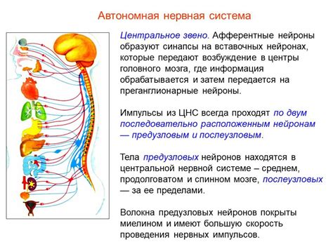 Значение угнетения нервной системы во взрослом возрасте