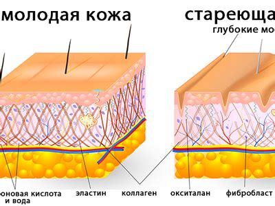 Значение фибробластов для организма