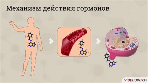 Значение ядерных пор в обмене веществ