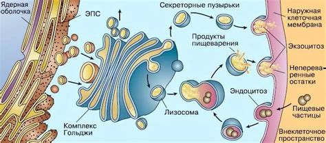 Значимость аппарата Гольджи