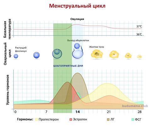 Значимость овуляции для процесса зачатия