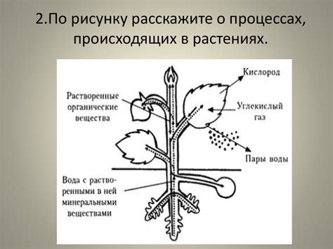 Значимость органоидов для жизнедеятельности растений