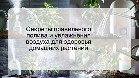 Значимость правильного увлажнения и полива для здоровья лимонного растения