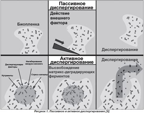 Значимость респираторного процесса для жизнедеятельности