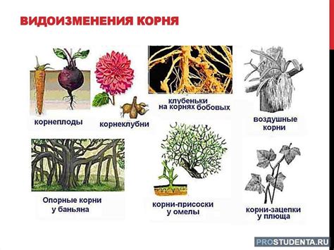 Значимость ризоидов и корней для выживания растений