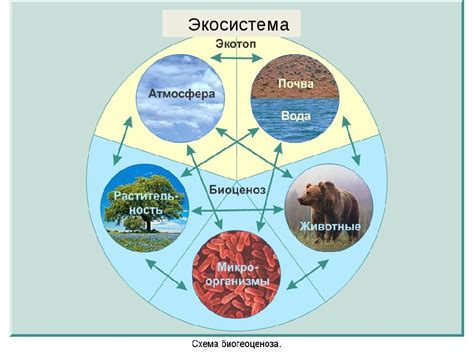 Значимость сохранения реликтового дровосека для экосистемы