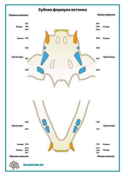 Зубная формула котенка