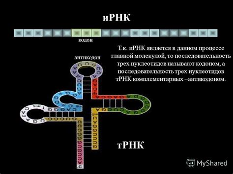 ИРНК: основная роль в процессе создания белков