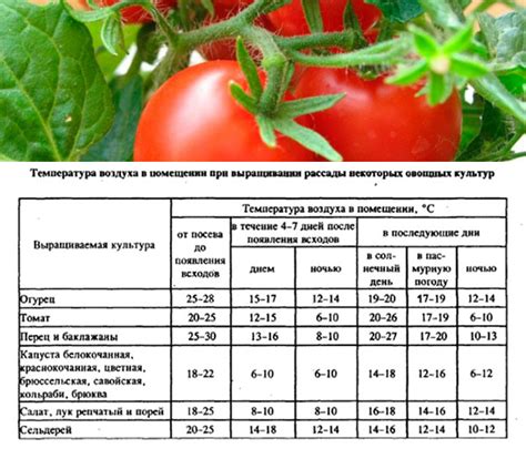 Идеальная температура для пончиков: как достичь и поддерживать