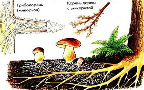 Идеальное время инфузии дикорастущих грибов в сочетании с другими отборными грибами