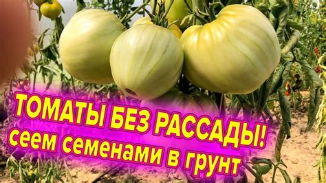 Избрание сортов для посева весной