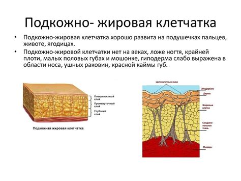 Избыточный жировой слой