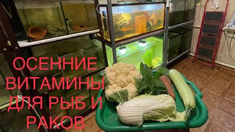 Излишняя подкормка рыб