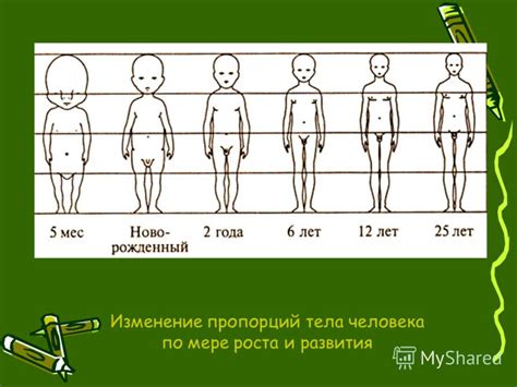 Изменение пропорций тела