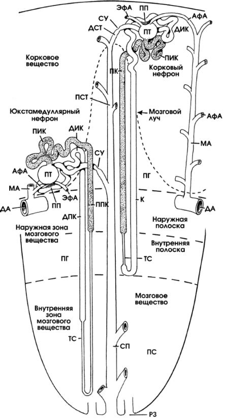 Изменения в функционировании почек