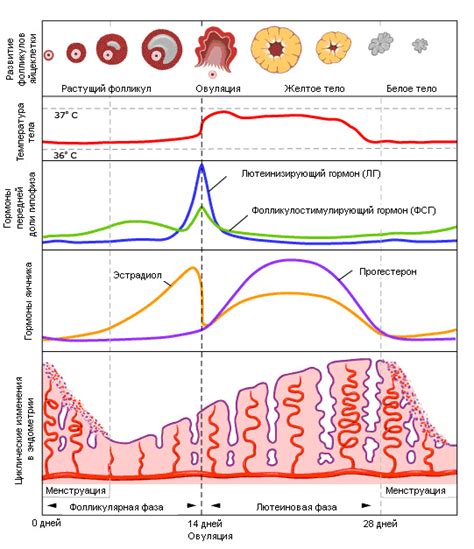 Изменения индикаторов телесной температуры в течение ежемесячного цикла у женщин