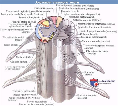 Изображения спинного мозга